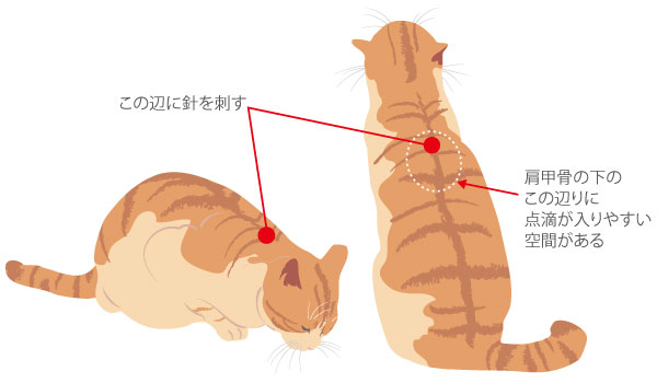 点滴の際は猫の肩甲骨下あたりに針を刺す