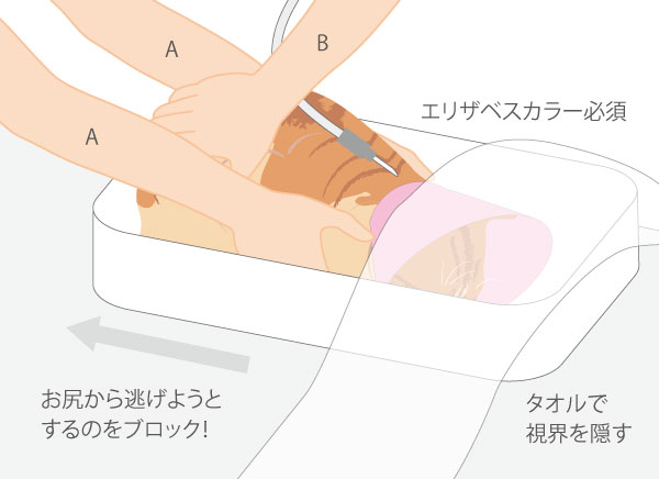 猫の保定方法